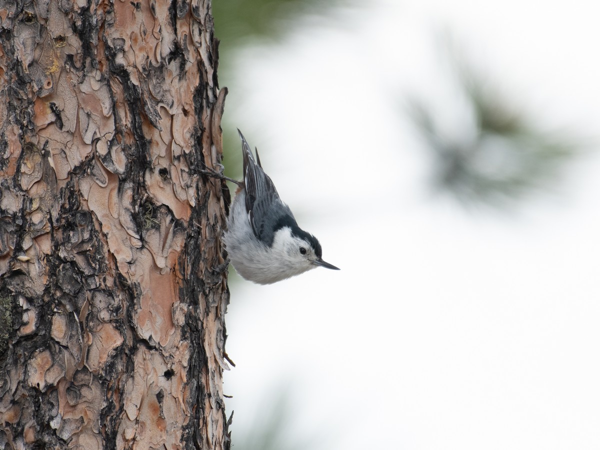 White-breasted Nuthatch - ML462953371