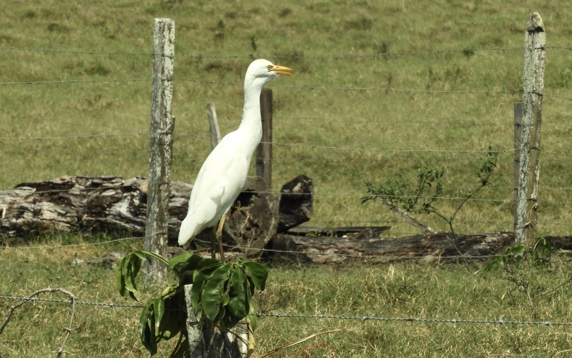 Western Cattle Egret - ML462953651