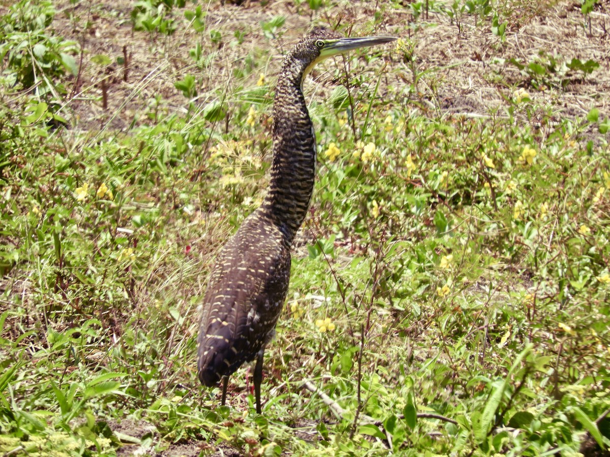 Bare-throated Tiger-Heron - ML462953881