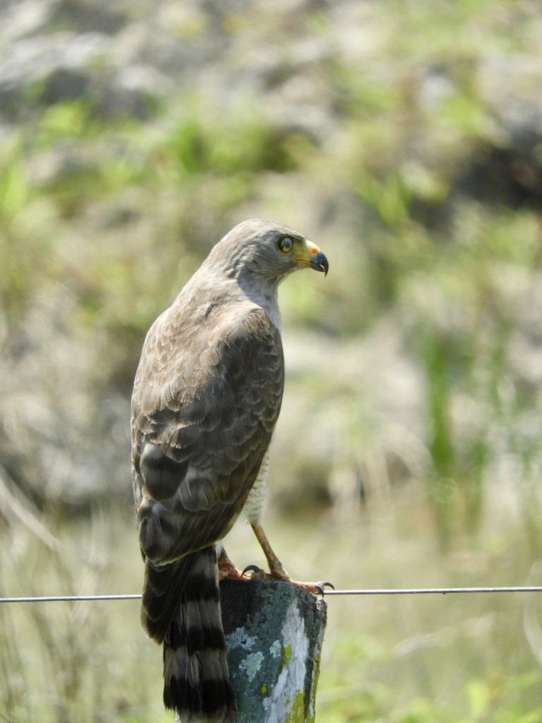 Roadside Hawk - ML462954061