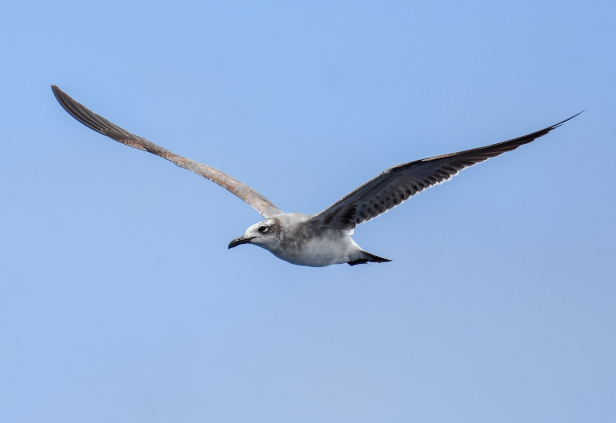 Laughing Gull - ML462954331