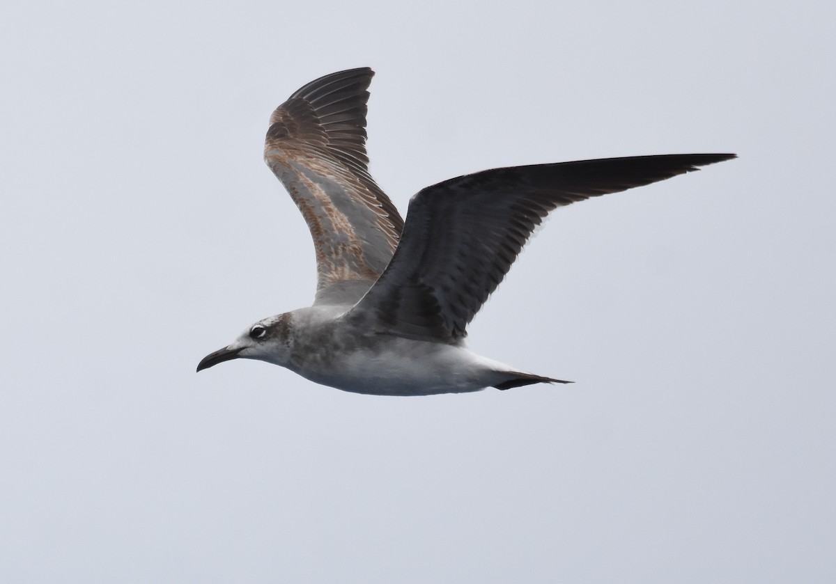 Laughing Gull - ML462954341