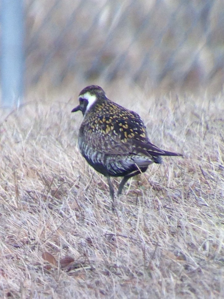 Pacific Golden-Plover - Carey Bergman