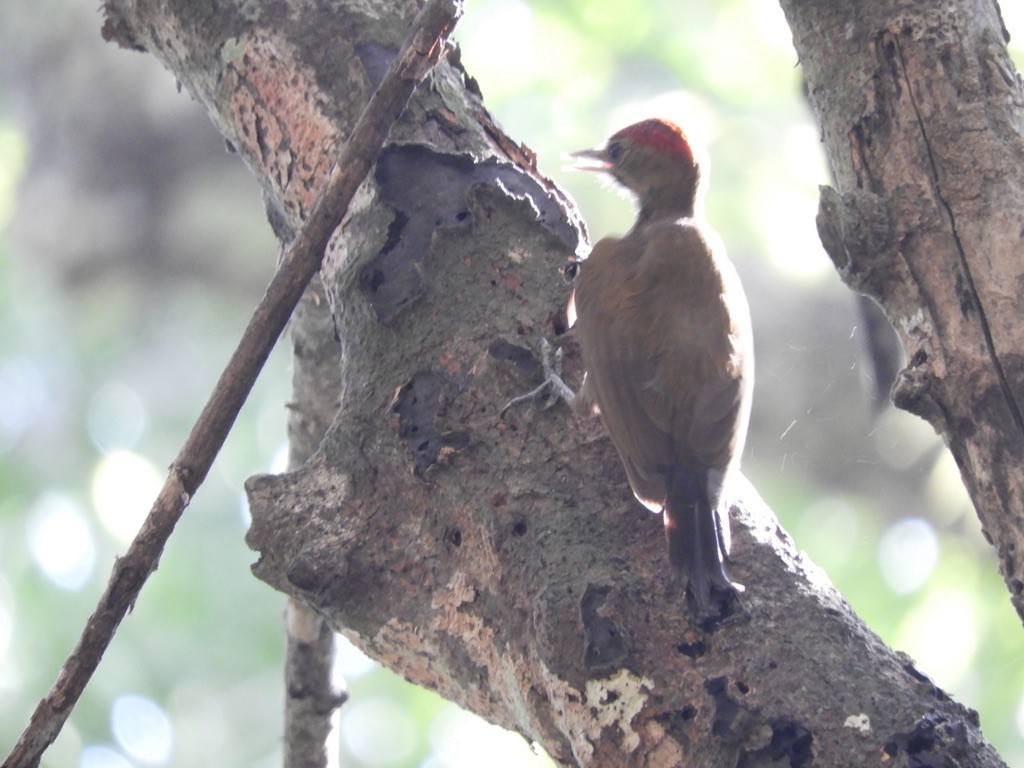 Smoky-brown Woodpecker - Valerie Puhala