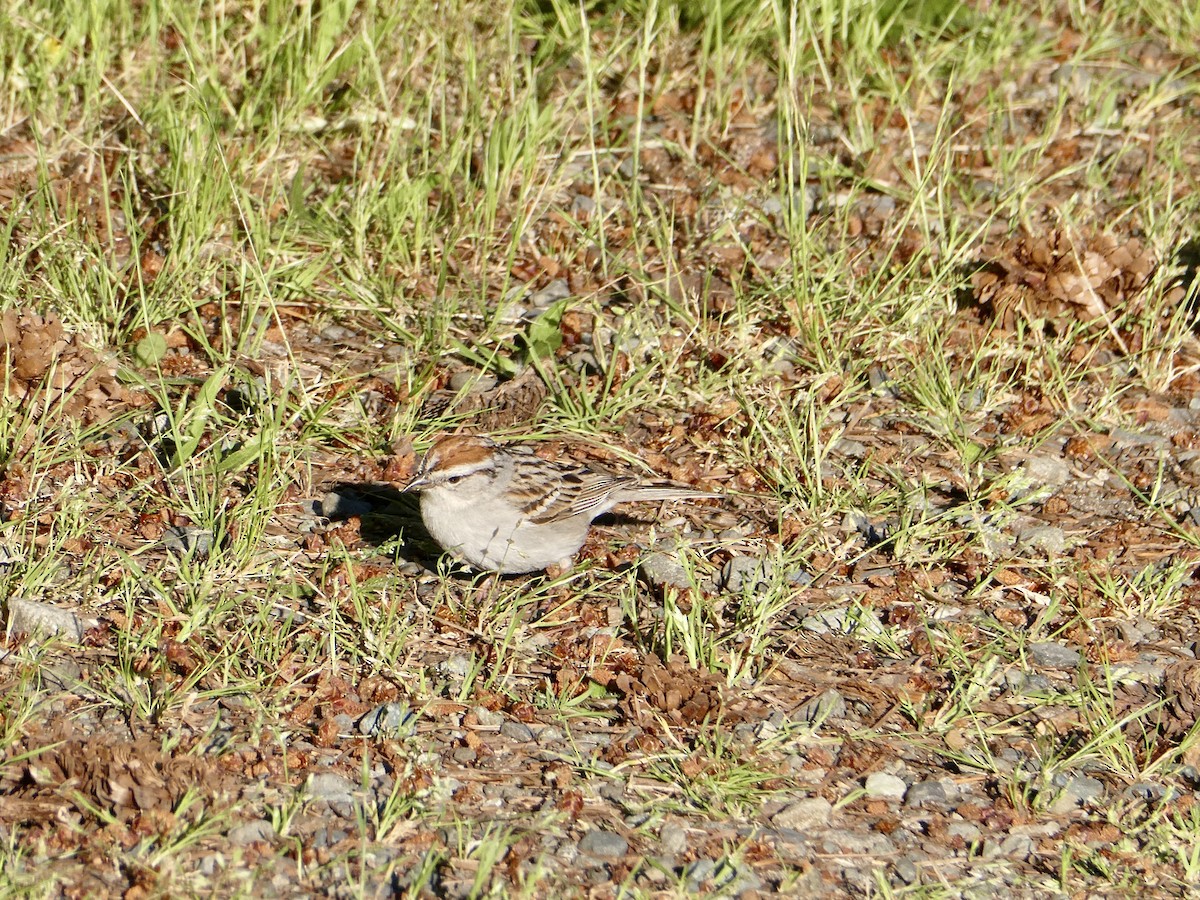 Chipping Sparrow - ML462955301