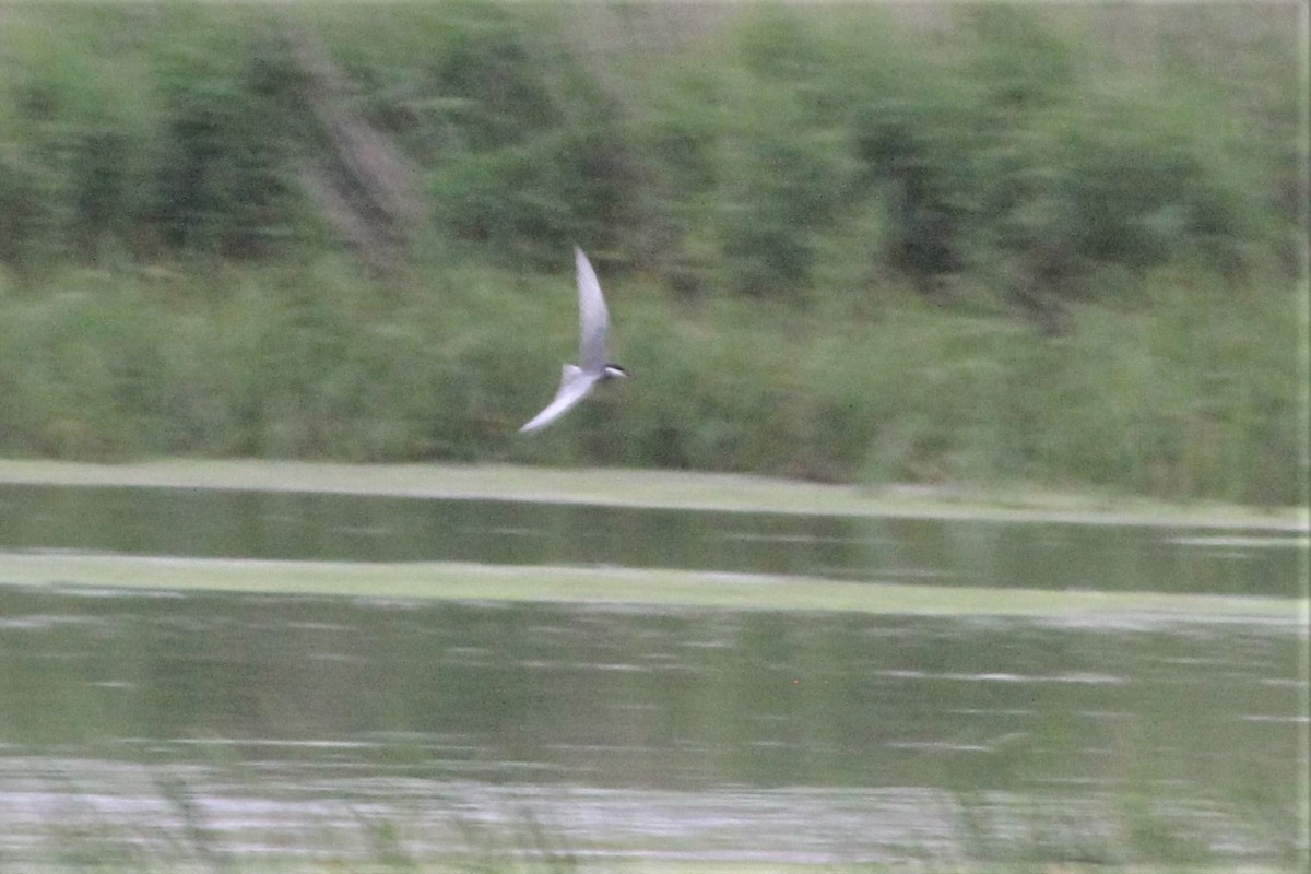 Whiskered Tern - ML462955411