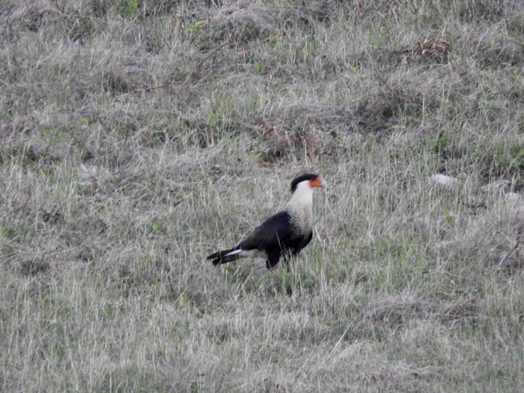 Caracara huppé - ML462956271