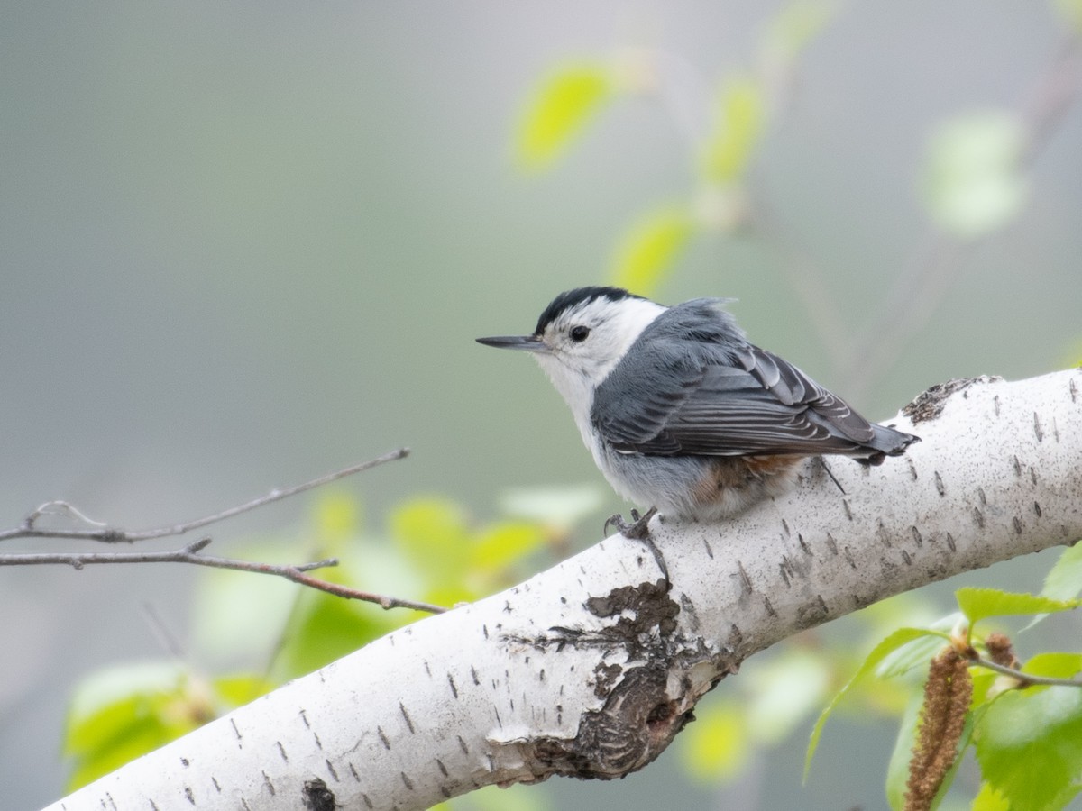 White-breasted Nuthatch - ML462957171