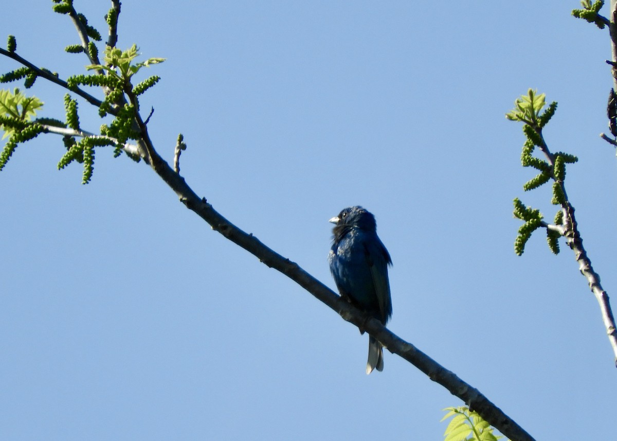 Passerin indigo - ML462957321