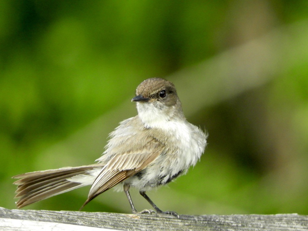 Eastern Phoebe - ML462957441