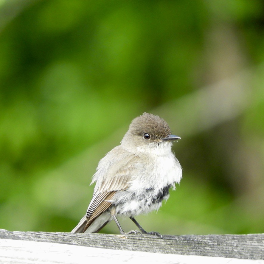 Eastern Phoebe - ML462957481