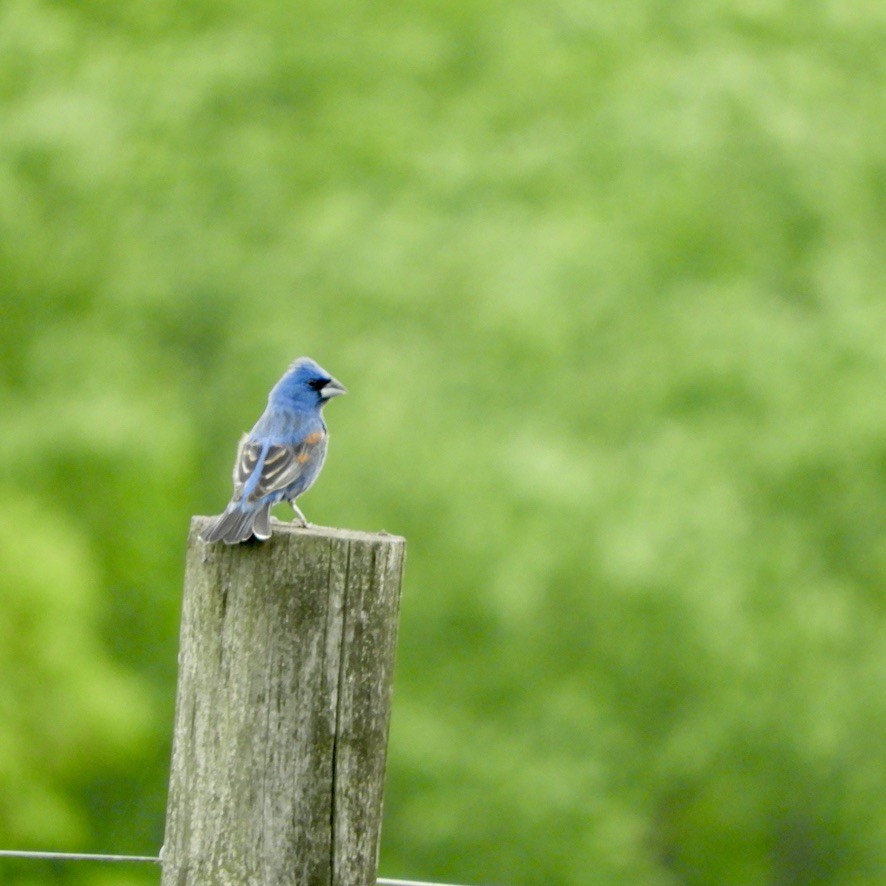 Blue Grosbeak - Valerie Puhala