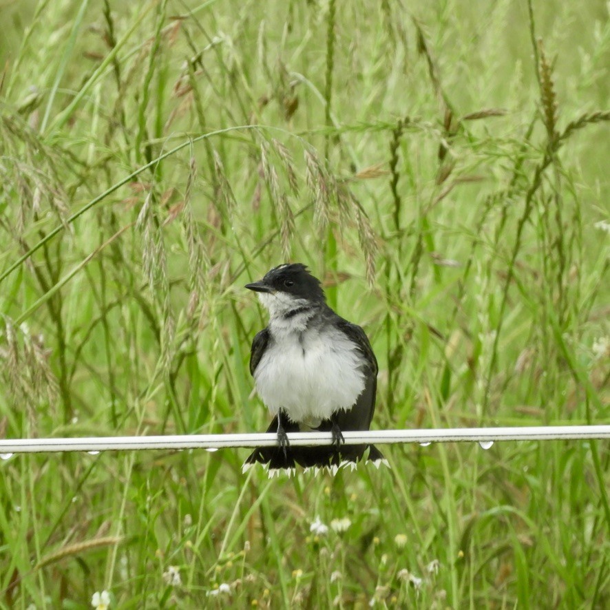 Eastern Kingbird - ML462958221