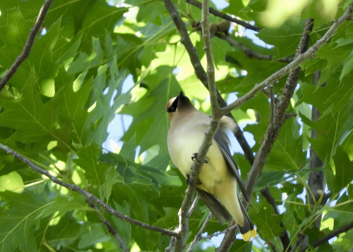 Cedar Waxwing - Valerie Puhala