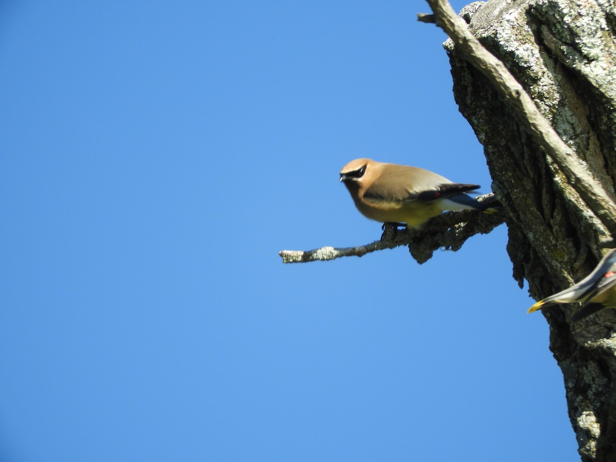 Cedar Waxwing - ML462960051