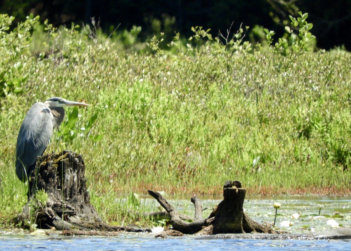 Garza Azulada - ML462960281