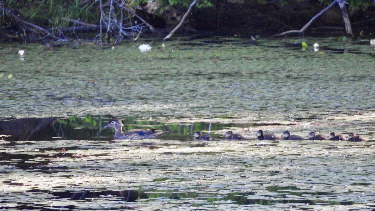 Wood Duck - ML462960431