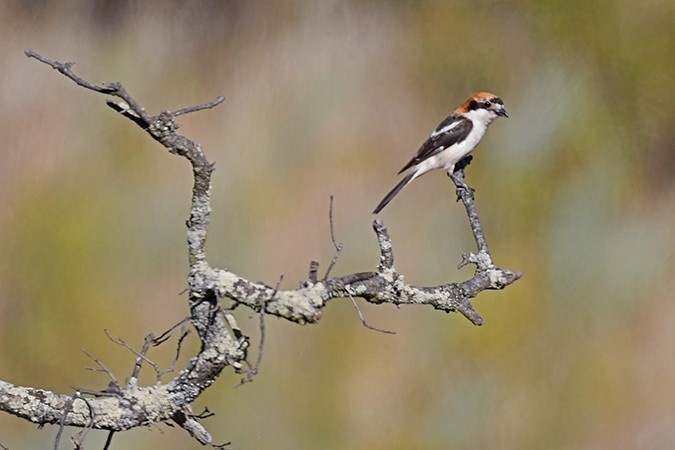 Woodchat Shrike - ML462961091
