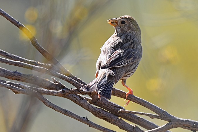 Corn Bunting - ML462961101
