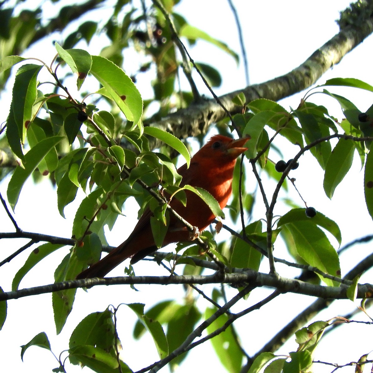 Summer Tanager - ML462962001