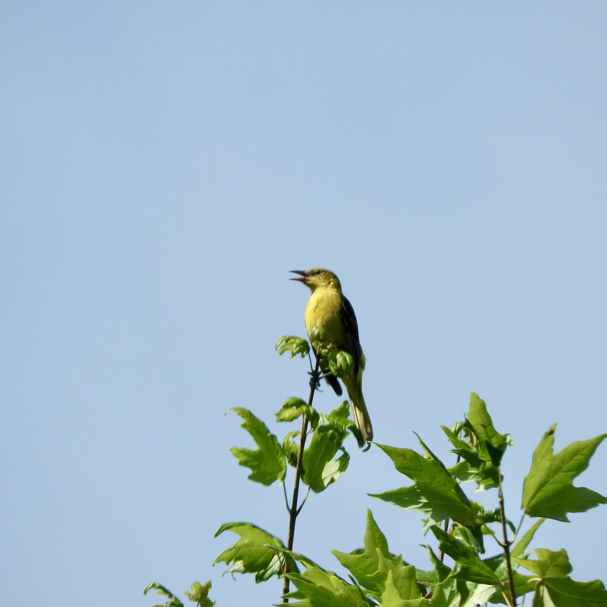 Summer Tanager - ML462962021