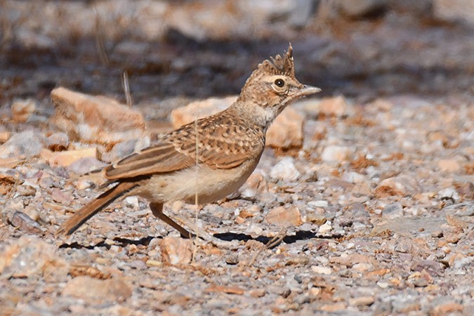 Thekla's Lark - ML462962501