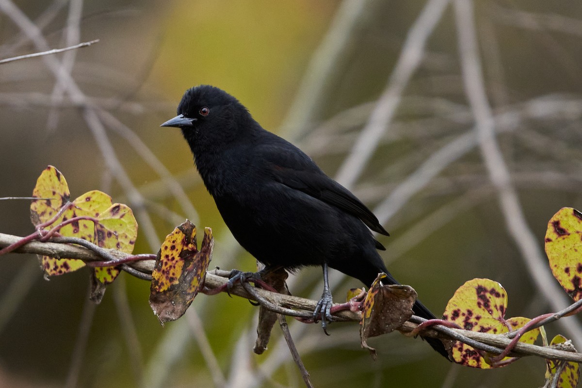 Variable Oriole - Milena Llopis