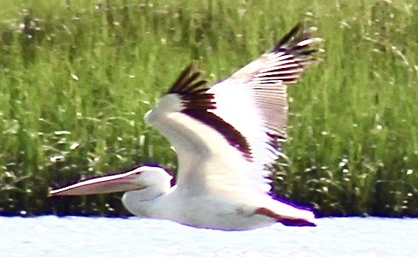 pelikán severoamerický - ML462963271