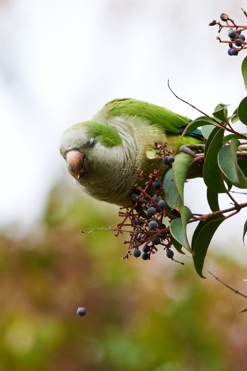 Monk Parakeet - ML462964471