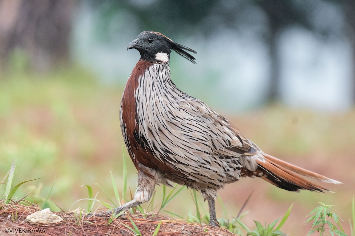 Koklass Pheasant - ML462965291