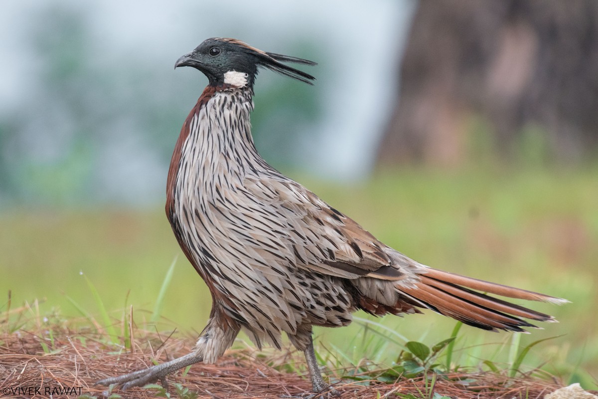 Koklass Pheasant - ML462965301
