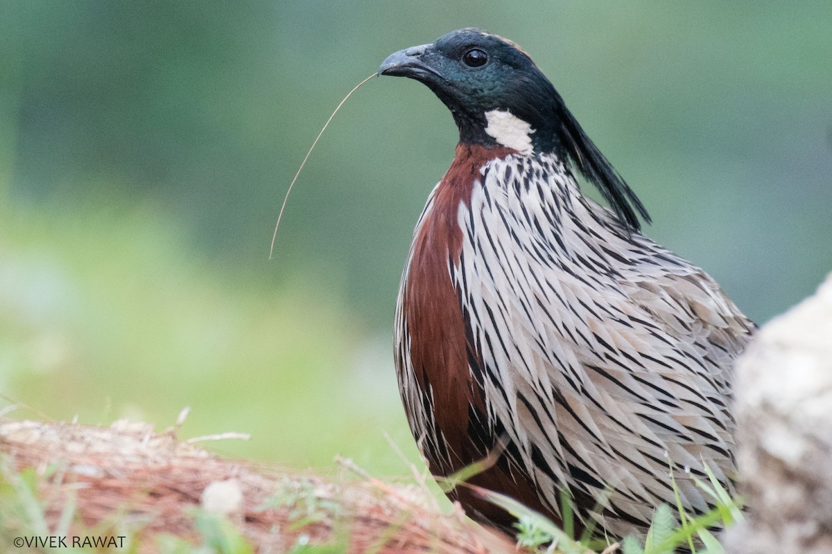 Koklass Pheasant - ML462965331