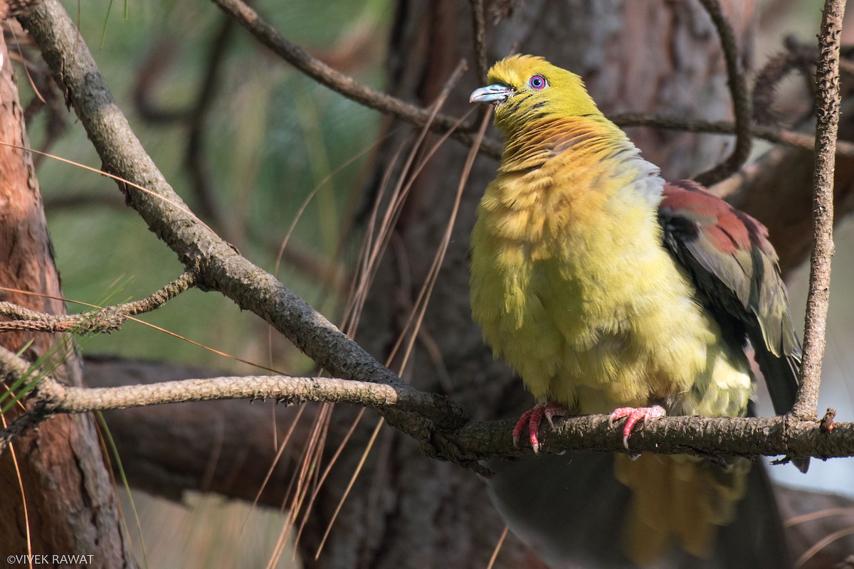 Wedge-tailed Green-Pigeon - ML462965611