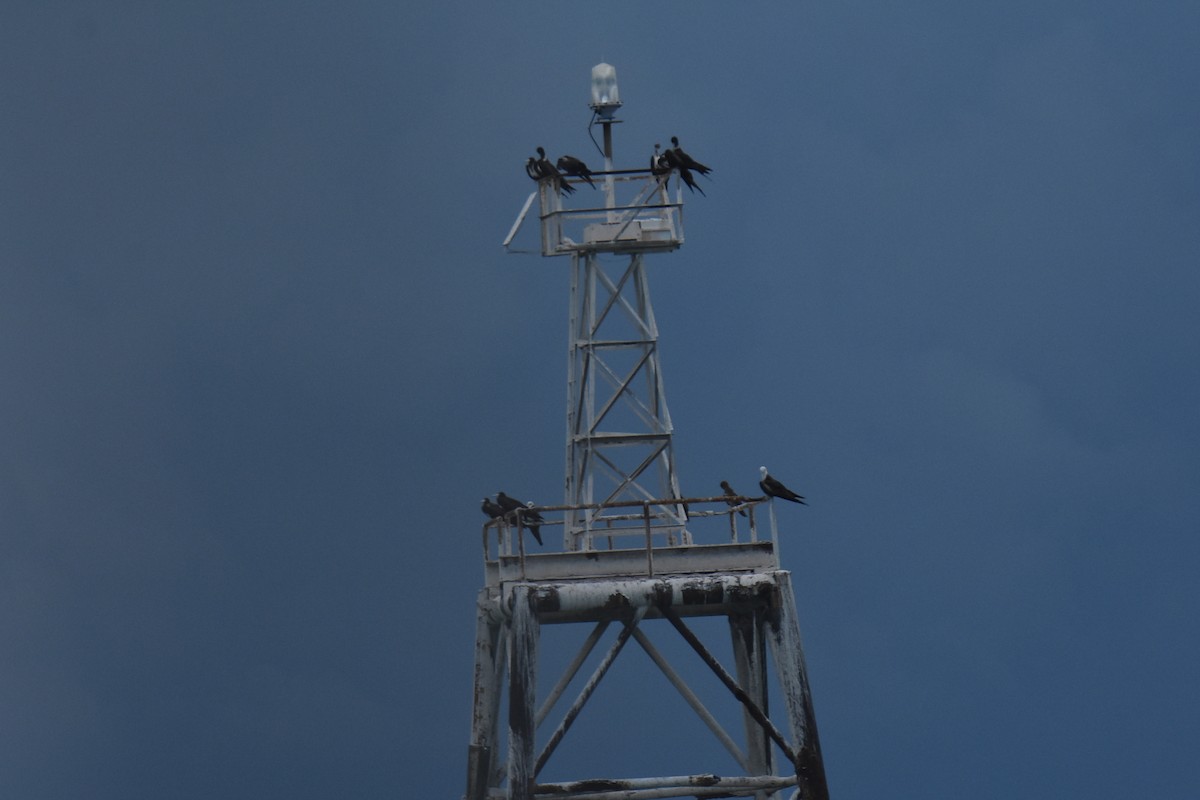 Magnificent Frigatebird - ML462966081