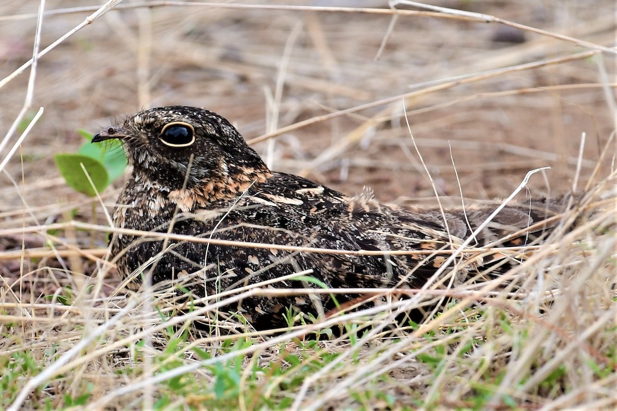 Plain Nightjar - ML462966721