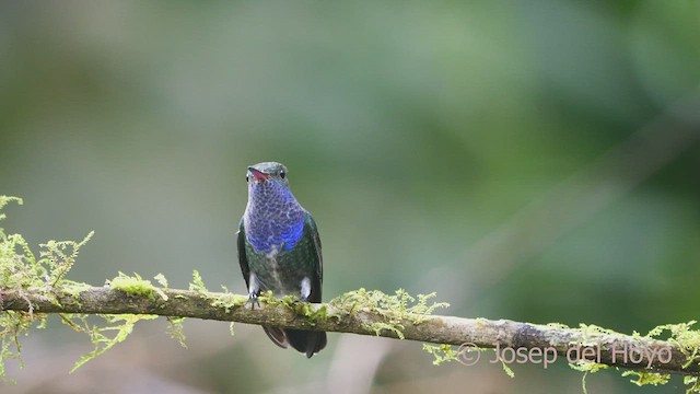 kolibřík safírový (ssp. bartletti) - ML462966801