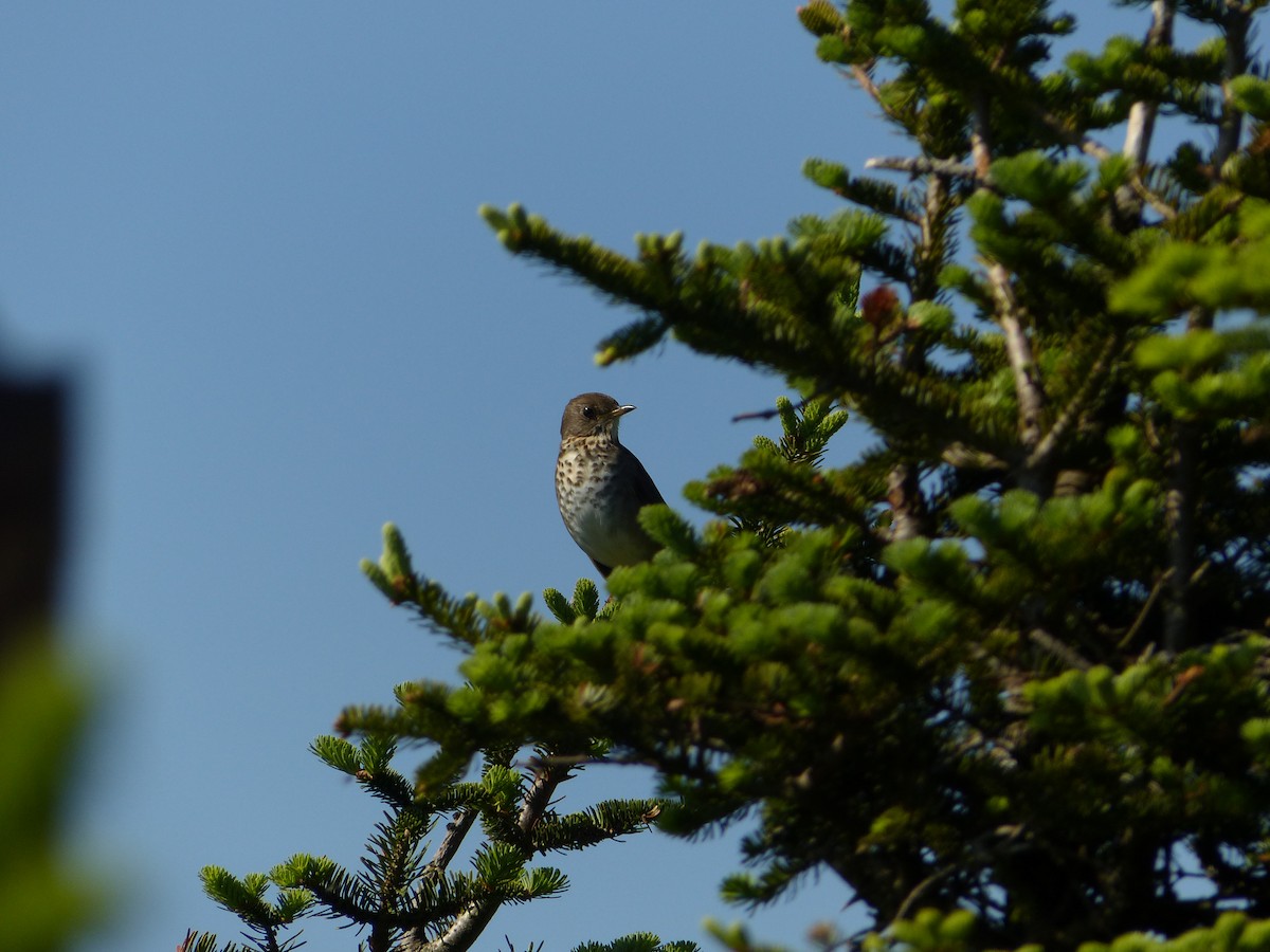 Bicknell's Thrush - ML462967691