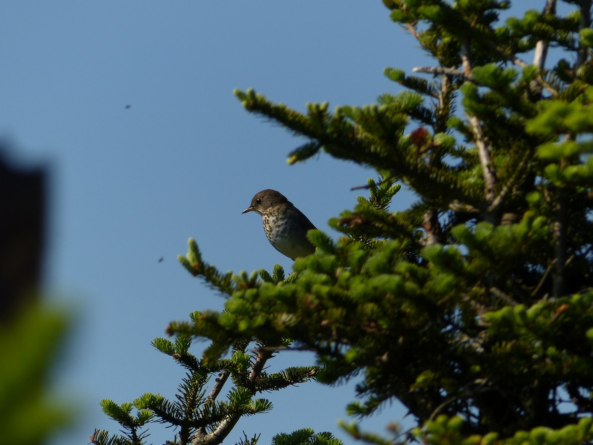 Bicknell's Thrush - ML462967731