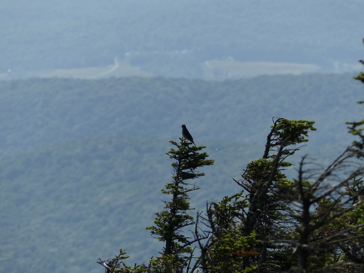 Bicknell's Thrush - ML462967761