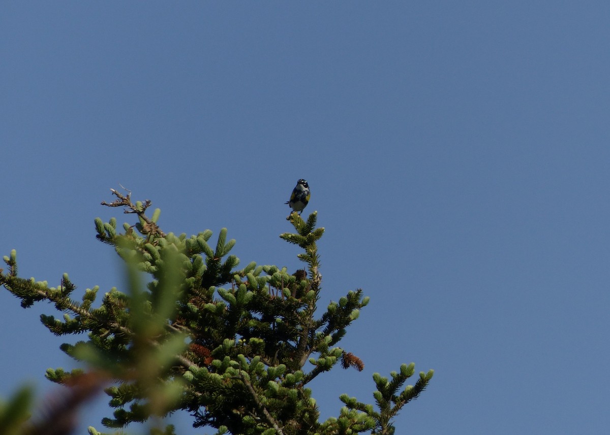 Yellow-rumped Warbler - ML462968031