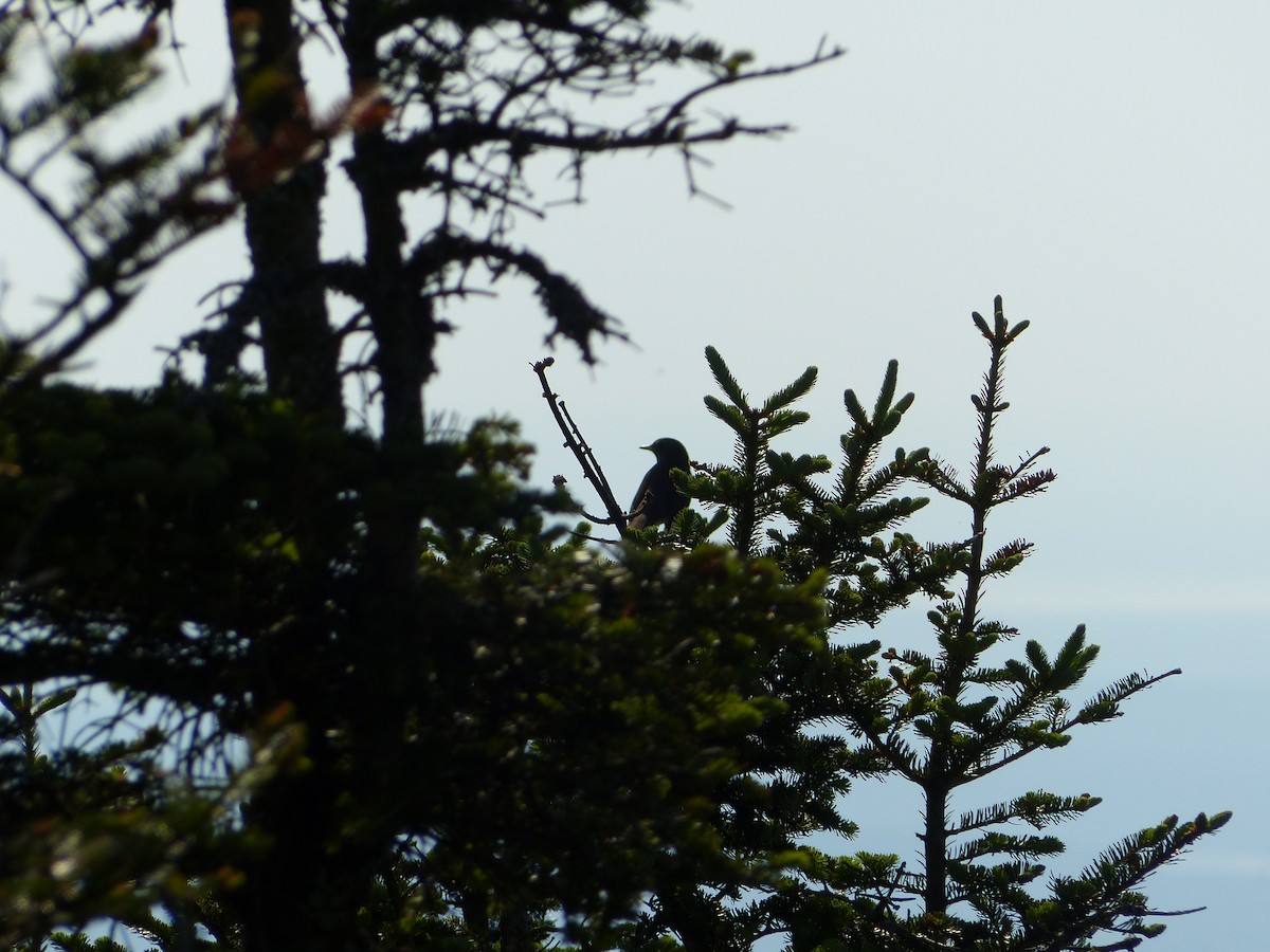 Bicknell's Thrush - ML462968091