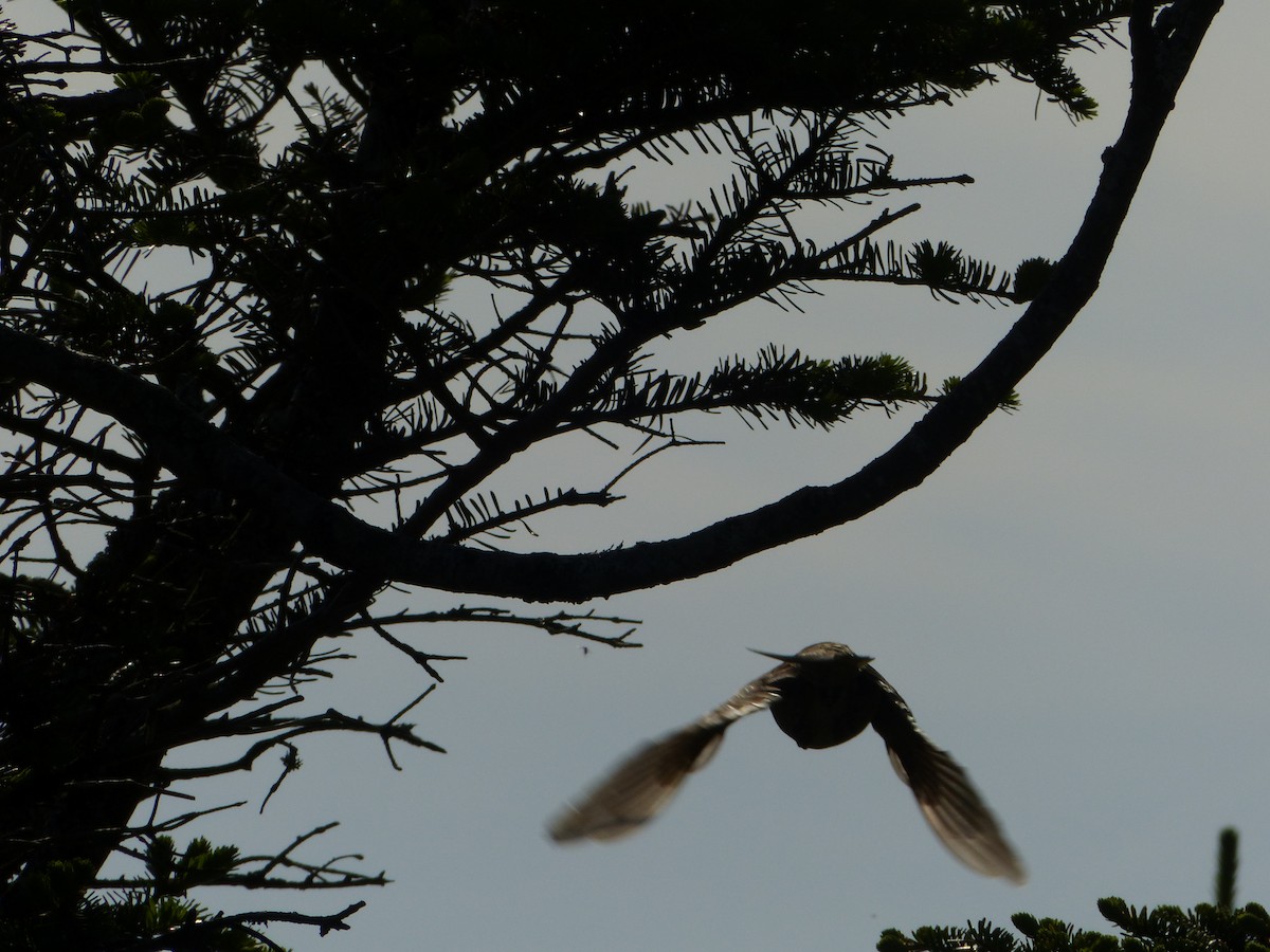 Bicknell's Thrush - ML462968221