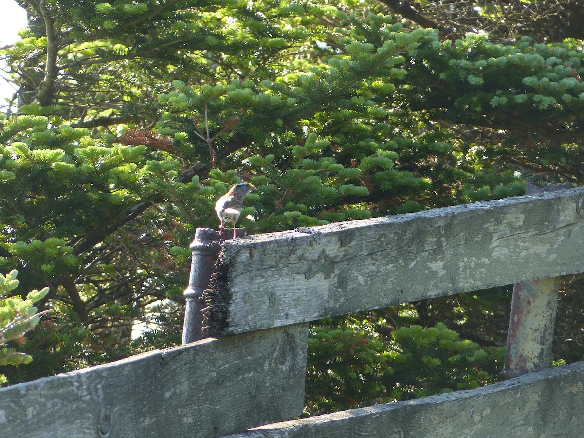 White-throated Sparrow - ML462968241