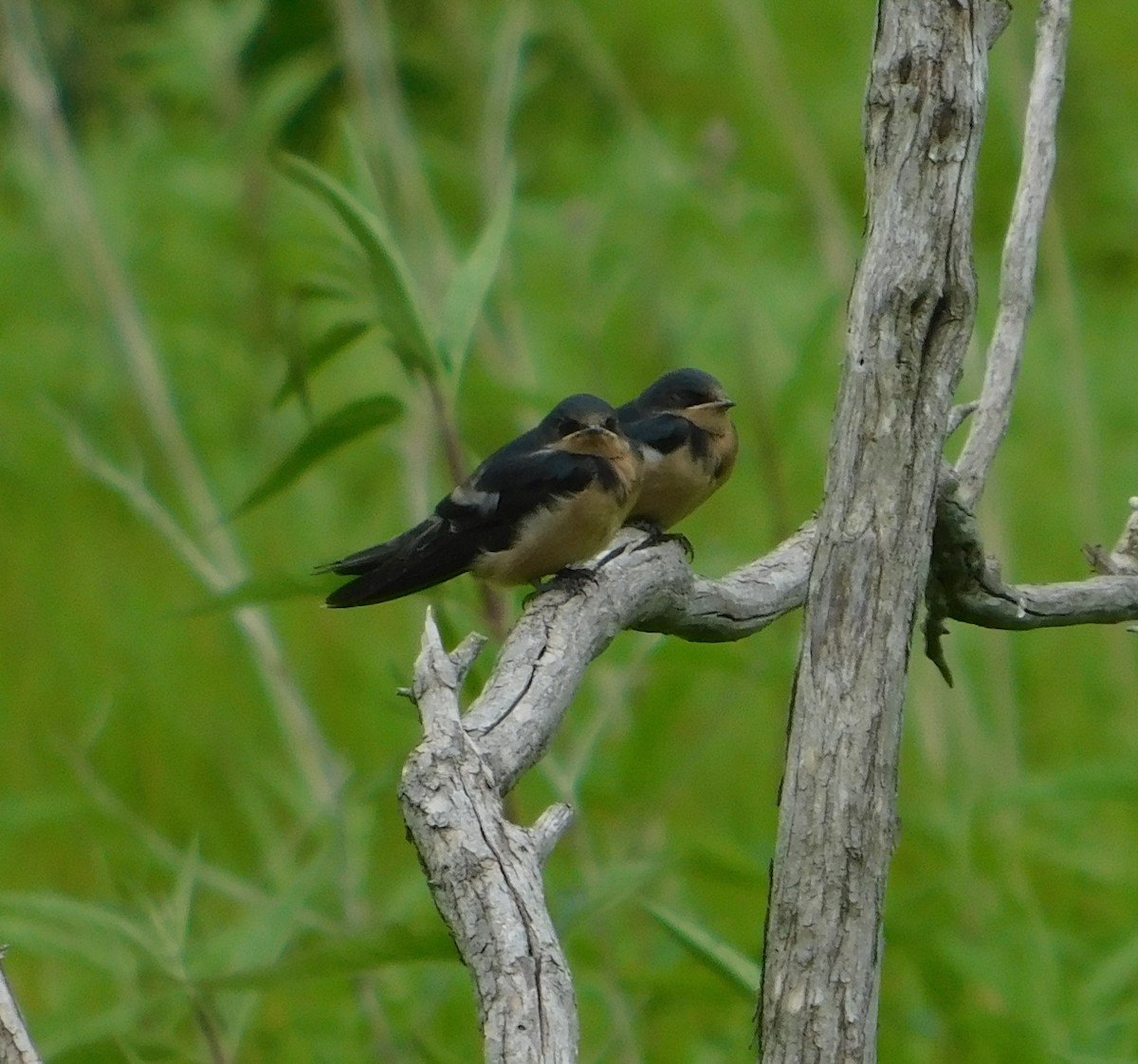 Barn Swallow - Laurie White