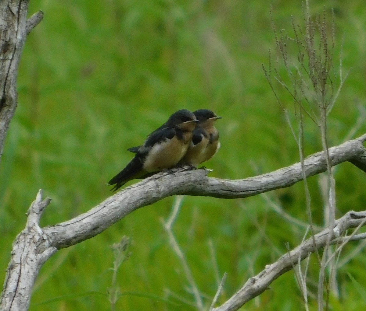 Golondrina Común - ML462970521