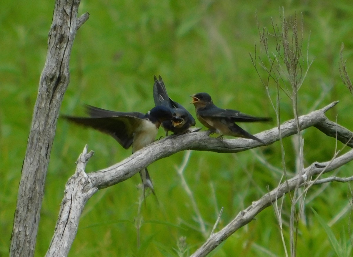 Barn Swallow - ML462970601