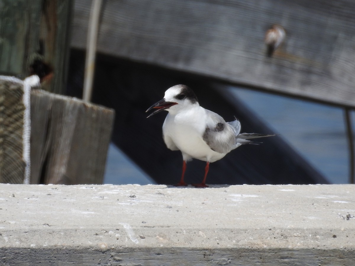 Common Tern - Robin  Buchanan