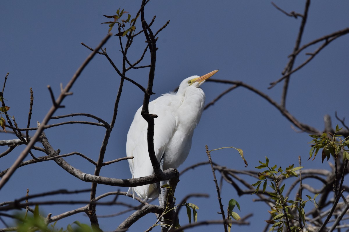 Great Egret - Silas Powell