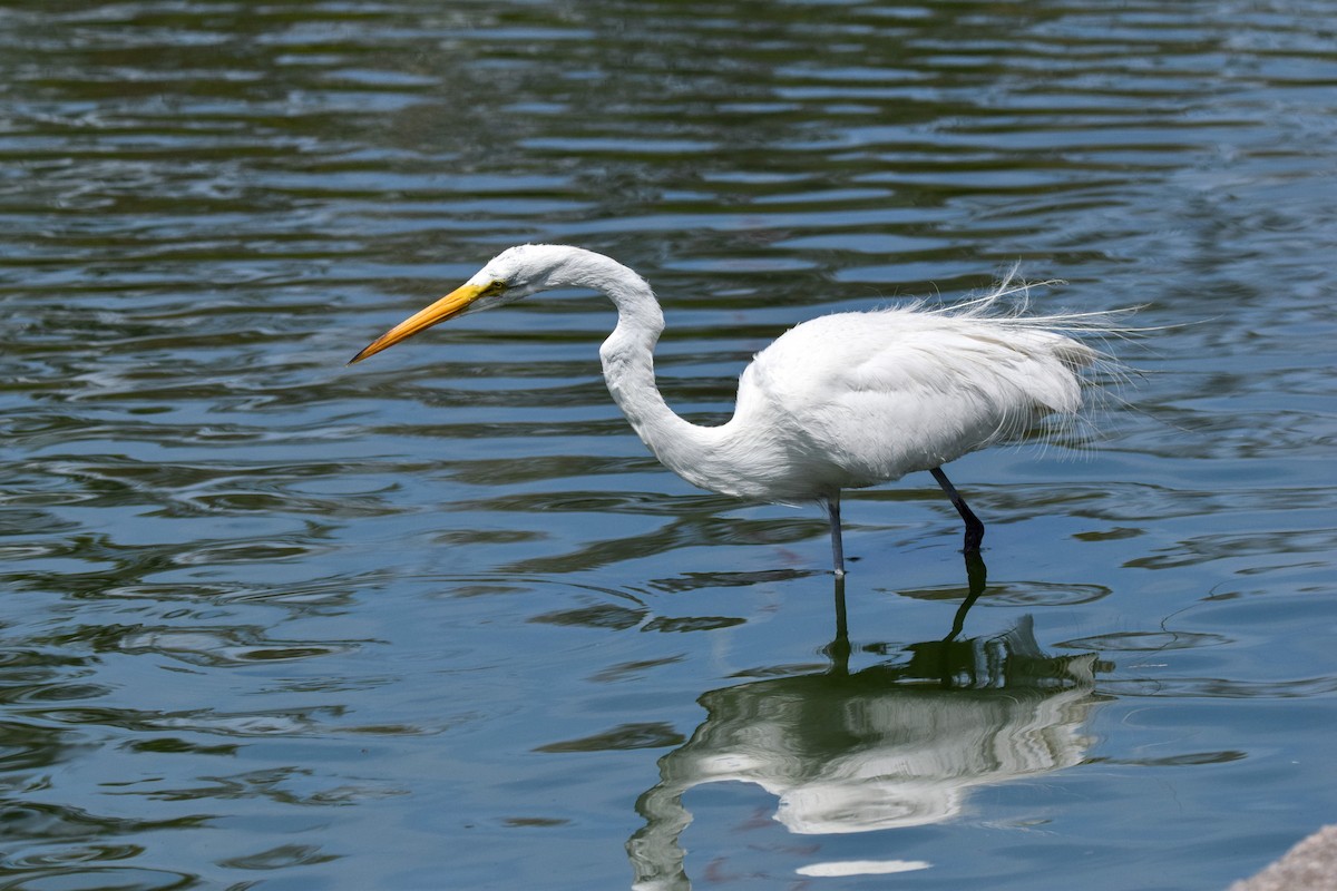 Great Egret - Silas Powell