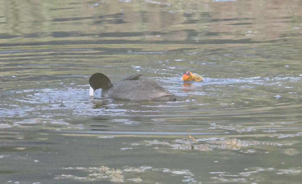 American Coot - ML462972771